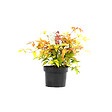 ARBORIX - Bambou sacré 'Firepower' - Nandina Domestica 'Firepower'  - 40-50 cm pot - vignette