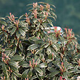 ARBORIX - 2 x Andromède du Japon 'Little Heath' - Pieris japonica 'Little Heath'  - 20-30 cm pot - vignette
