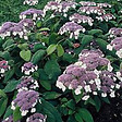 ARBORIX - Hortensia aspera 'Macrophylla' - Hydrangea Aspera 'Macrophylla'  - 40-60 cm pot - vignette