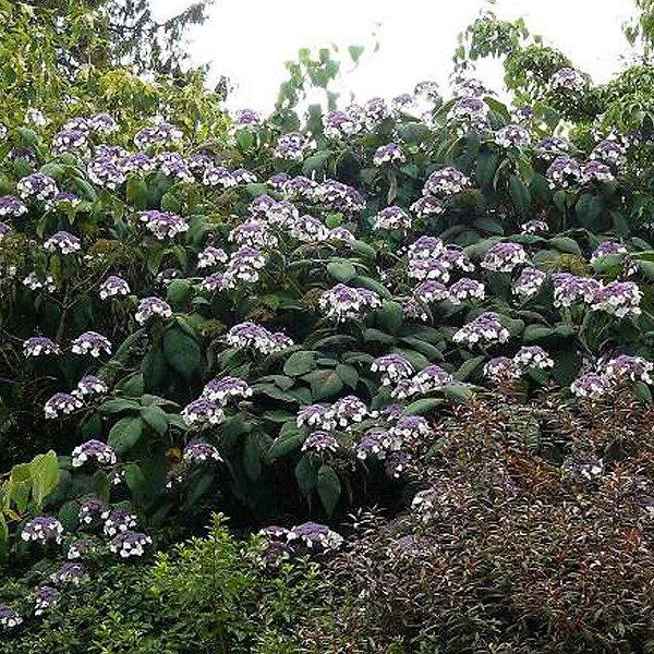 ARBORIX - Hortensia aspera 'Macrophylla' - Hydrangea Aspera 'Macrophylla'  - 40-60 cm pot - large