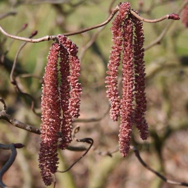 ARBORIX - Noisetier tortueux 'Red Majestic'® - Corylus avellana 'Red Majestic'  - 30-40 cm pot - large