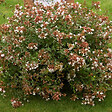 ARBORIX - Abelia à grandes fleurs - Abelia Grandiflora  - 50-60 cm pot - vignette