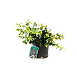 ARBORIX - Abelia à grandes fleurs - Abelia Grandiflora  - 50-60 cm pot - vignette