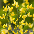 ARBORIX - 2 x Genêt précoce 'Allgold' - Cytisus Praecox 'Allgold'  - 40-60 cm pot - vignette