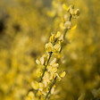 ARBORIX - 2 x Genêt précoce 'Allgold' - Cytisus Praecox 'Allgold'  - 40-60 cm pot - vignette