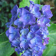 ARBORIX - 2 x Hortensia 'Blauer Zwerg' - Hydrangea macrophylla 'Blauer Zwerg'  - 25-30 cm pot - vignette
