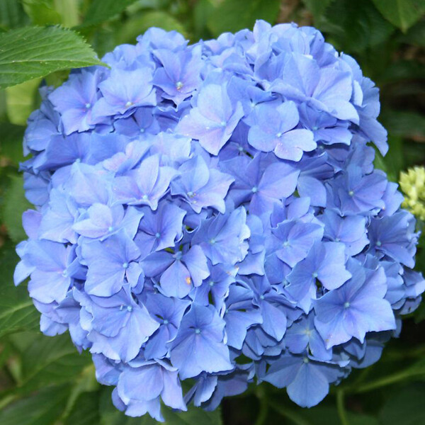 ARBORIX - 2 x Hortensia 'Blauer Zwerg' - Hydrangea macrophylla 'Blauer Zwerg'  - 25-30 cm pot - large