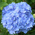 ARBORIX - 2 x Hortensia 'Blauer Zwerg' - Hydrangea macrophylla 'Blauer Zwerg'  - 25-30 cm pot - vignette