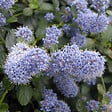 ARBORIX - Lilas de Californie tapissant - Ceanothus Thyrsiflorus Repens  - 40-50 cm pot - vignette