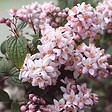 ARBORIX - Deutzie hybride 'Mont Rose' - Deutzia Hybrida 'Mont Rose'  - 60-80 cm pot - vignette