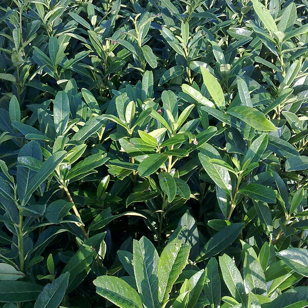ARBORIX - 2 x Laurier-cerise 'Caucasica' - Prunus Laurocerasus 'Caucasica'  - 60-80 cm pot - large