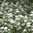ARBORIX - 2 x Cornouiller sanguin - Cornus sanguinea  - 60-80 cm pot - vignette