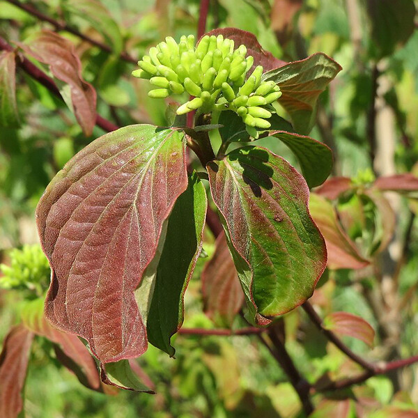 ARBORIX - 2 x Cornouiller sanguin - Cornus sanguinea  - 60-80 cm pot - large
