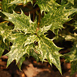 ARBORIX - 2 x Osmanthe à feuilles de houx 'Goshiki' (='Tricolor') - Osmanthus heterophyllus 'Goshiki' (='Tricolor')  - 20-25 cm pot - vignette