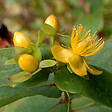 ARBORIX - 2 x Millepertuis androsème - Hypericum androsaemum  - 30-40 cm pot - vignette