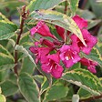 ARBORIX - 2 x Weigela florida 'Moulin Rouge' - Weigela 'Moulin Rouge' (Brigela)  - 50-60 cm pot - vignette