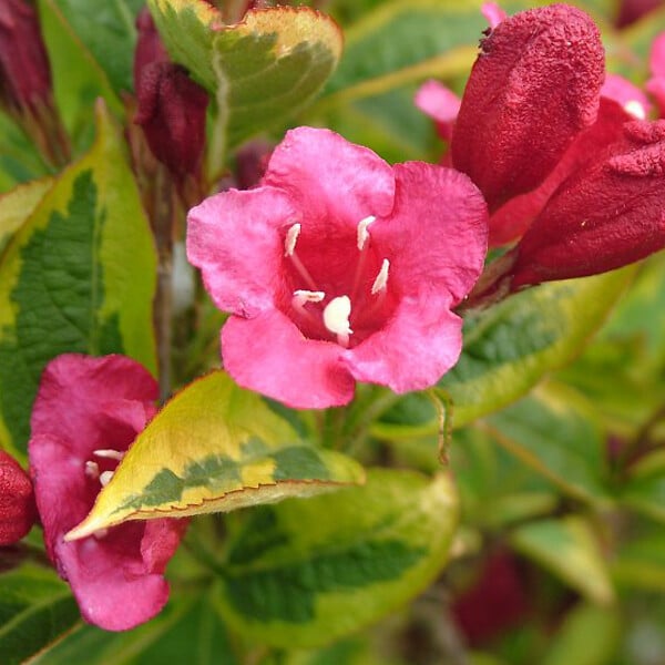 ARBORIX - 2 x Weigela florida 'Moulin Rouge' - Weigela 'Moulin Rouge' (Brigela)  - 50-60 cm pot - large