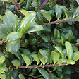 ARBORIX - 2 x Houx crénelé 'Convexa' - Ilex Crenata 'Convexa'  - 30-40 cm pot - vignette