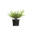 ARBORIX - 2 x Houx crénelé 'Convexa' - Ilex Crenata 'Convexa'  - 30-40 cm pot - vignette