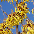 ARBORIX - Noisetier de sorcière 'Arnold Promise' - Hamamelis intermedia 'Arnold Promise'  - 40-60 cm pot - vignette