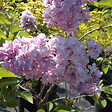 ARBORIX - Lilas commun 'Katherine Havemeyer' - Syringa vulgaris 'Katherine Havemeyer'  - 40-60 cm pot - vignette