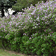 ARBORIX - Lilas commun 'Katherine Havemeyer' - Syringa vulgaris 'Katherine Havemeyer'  - 40-60 cm pot - vignette