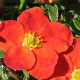 ARBORIX - 2 x Potentille arbustive 'Red Ace' - Potentilla Fruticosa 'Red Ace'  - 25-30 cm pot - vignette