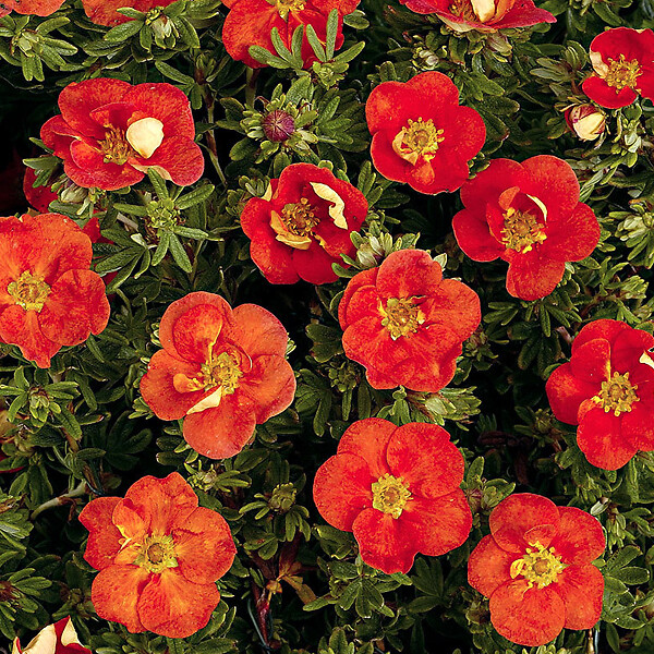 ARBORIX - 2 x Potentille arbustive 'Red Ace' - Potentilla Fruticosa 'Red Ace'  - 25-30 cm pot - large