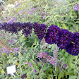 ARBORIX - 2 x Arbre aux papillons 'Black Knight' - Buddleja Davidii 'Black Knight'  - 40-60 cm pot - vignette