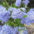ARBORIX - 2 x Lilas de Californie 'Victoria' - Ceanothus Impressus 'Victoria'  - 30-40 cm pot - vignette