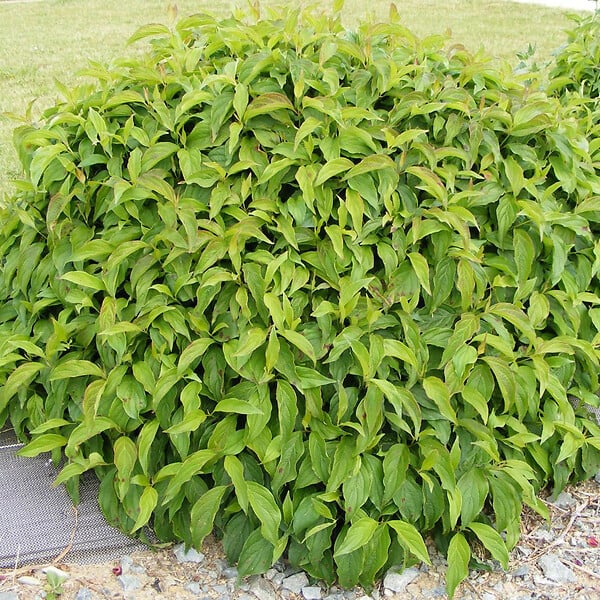 ARBORIX - 2 x Cornouiller Canadien 'Kelseyi' - Cornus Sericea 'Kelseyi'  - 15-20 cm pot - large