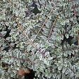 ARBORIX - 2 x Chèvrefeuille à feuilles de buis 'Silver Beauty' - Lonicera nitida 'Silver Beauty'  - 25-30 cm pot - vignette