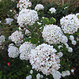 ARBORIX - Viorne carlcephalum - Viburnum Carlcephalum  - 60-80 cm pot - vignette