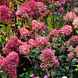 ARBORIX - Hortensia paniculé 'Wim's Red'® - Hydrangea paniculata Wim's Red  - 40-50 cm pot - vignette