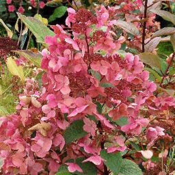ARBORIX - Hortensia paniculé 'Wim's Red'® - Hydrangea paniculata Wim's Red  - 40-50 cm pot - large