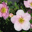 ARBORIX - 2 x Potentille arbustive 'Princess' - Potentilla Fruticosa Princess 'Pink Queen'  - 20-25 cm pot - vignette