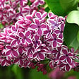 ARBORIX - Lilas commun - Syringa vulgaris 'Sensation'  - 40-60 cm pot - vignette