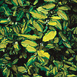 ARBORIX - 2 x Chalef piquant 'Maculata' - Elaeagnus Pungens 'Maculata'  - 30-40 cm pot - vignette