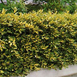 ARBORIX - 2 x Chalef piquant 'Maculata' - Elaeagnus Pungens 'Maculata'  - 30-40 cm pot - vignette