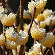 ARBORIX - Edgeworthia chrys. 'Grandiflora' - Edgeworthia chrysantha 'Grandiflora'  - 60- 80 cm pot - vignette