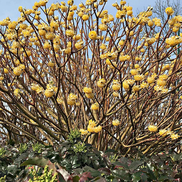 ARBORIX - Edgeworthia chrys. 'Grandiflora' - Edgeworthia chrysantha 'Grandiflora'  - 60- 80 cm pot - large
