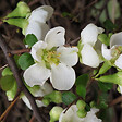 ARBORIX - 2 x Cognassier du Japon - Chaenomeles superba 'Jet Trail'  - 30-40 cm pot - vignette