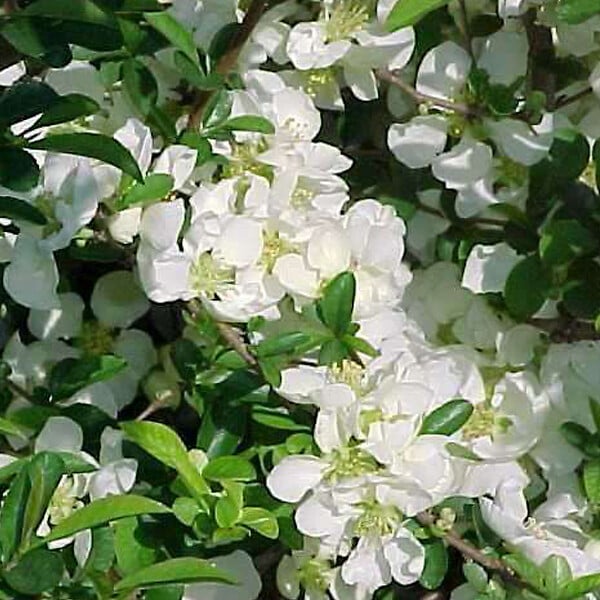 ARBORIX - 2 x Cognassier du Japon - Chaenomeles superba 'Jet Trail'  - 30-40 cm pot - large