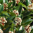 ARBORIX - Skimmia du Japon 'Olympic Flame' - Skimmia japonica 'Olympic Flame'  - 20-25 cm pot - vignette