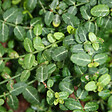 ARBORIX - 2 x Fusain persistant 'Minimus' - Euonymus Fortunei 'Minimus'  - 20-30 cm pot - vignette