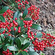ARBORIX - Skimmia du Japon 'Veitchii' - Skimmia japonica 'Veitchii'  - 30-40 cm pot - vignette