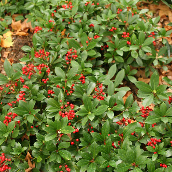 ARBORIX - Skimmia du Japon 'Veitchii' - Skimmia japonica 'Veitchii'  - 30-40 cm pot - large