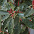ARBORIX - Laurier Américain - Kalmia latifolia  - 25-30 cm pot - vignette