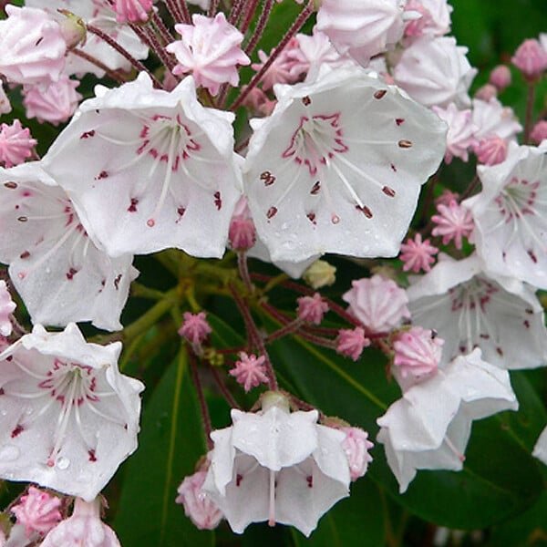 ARBORIX - Laurier Américain - Kalmia latifolia  - 25-30 cm pot - large
