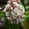 ARBORIX - Viorne tin, Laurier tin 'Eve Price' - Viburnum Tinus 'Eve Price'  - 60-80 cm pot - vignette